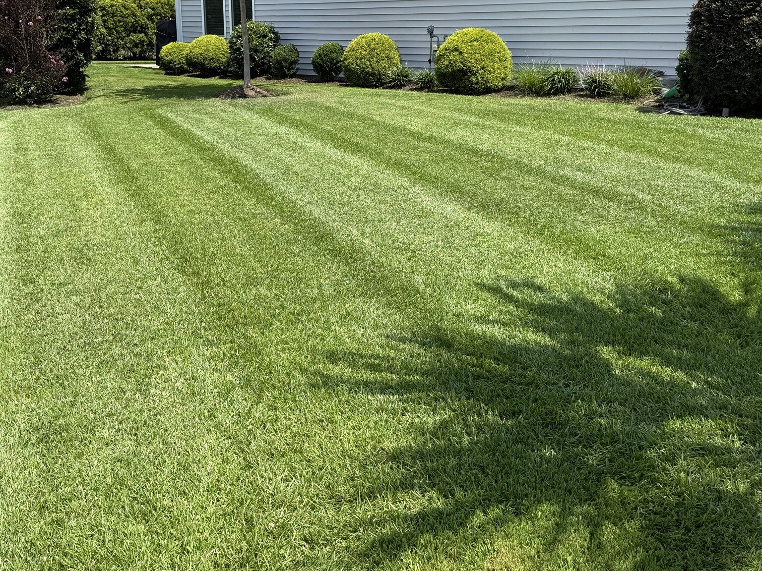 Freshly striped lawn maintained by GroundWorx